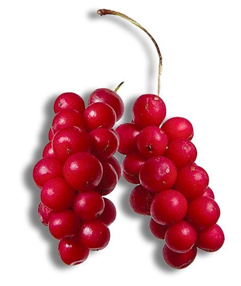Schizandra-berry